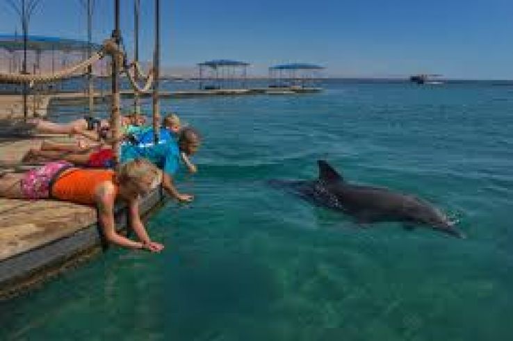 Dolphin Reef Trip Packages