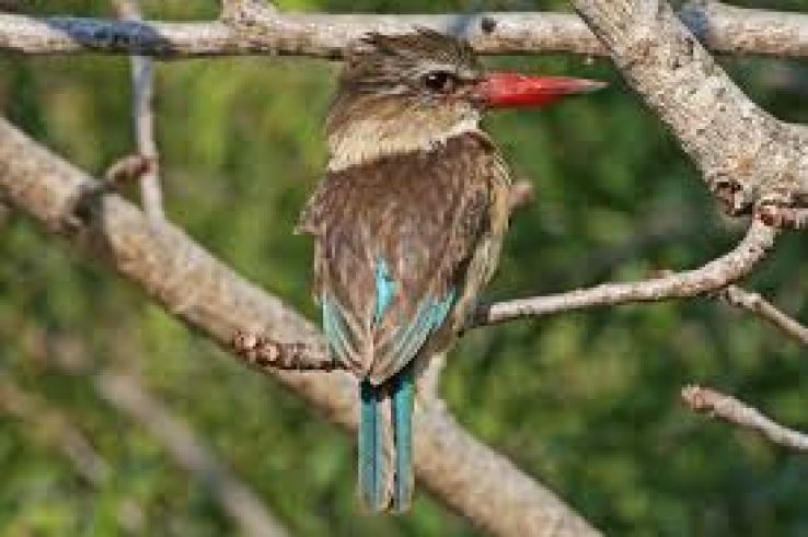 Mala Mala Game Reserve Trip Packages