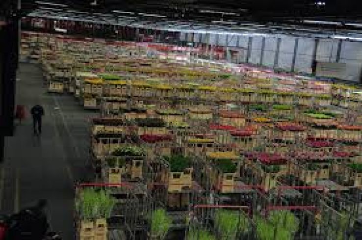 Aalsmeer Flower Auction Trip Packages