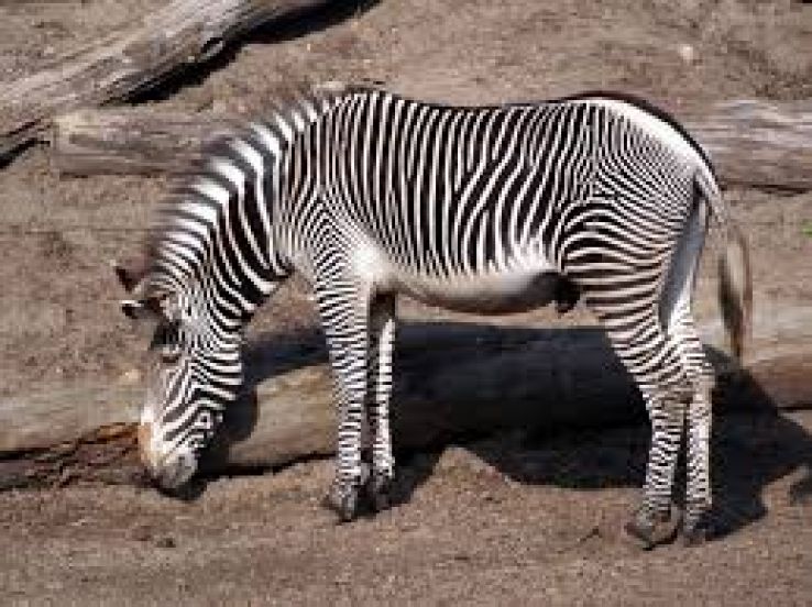 DierenPark Amersfoort Trip Packages