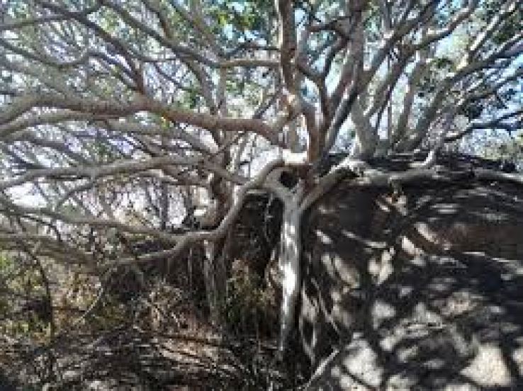 National Botanical Garden Trip Packages