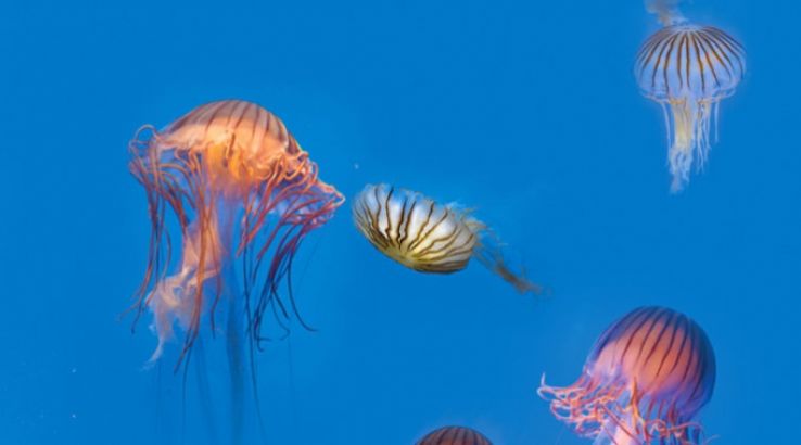 Aquarium de La Rochelle Trip Packages