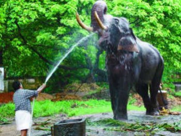 Punnathurkotta Elephant Palace In Guruvayur Trip Packages