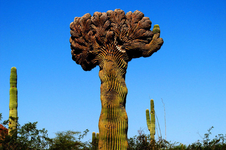 Desert Botanical Garden Trip Packages