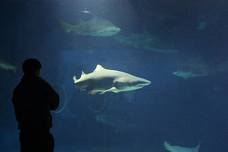 Aqua World Ibaraki Prefectural Oarai Aquarium Trip Packages