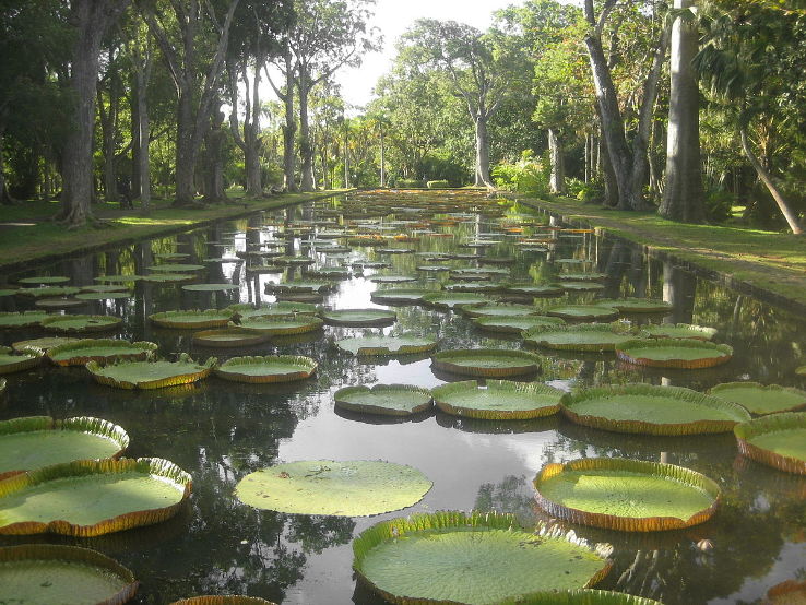 Sir Seewoosagur Ramgoolam Botanical Garden Trip Packages