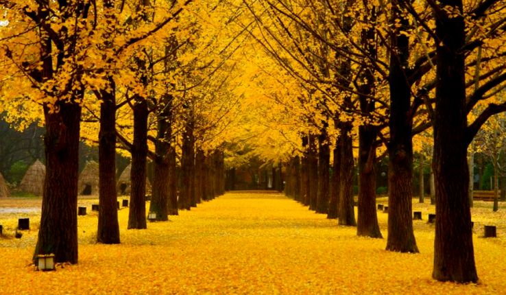 Chuncheon si Trip Packages