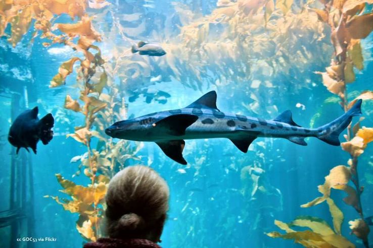 Monterey Bay Aquarium, California - Your window to the wonders of open-ocean animals Trip Packages
