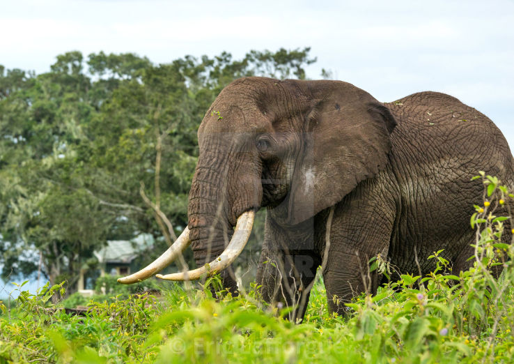 Beautiful 5 Days Serengeti to Ngorongoro Ngorongoro Crater Vacation Package