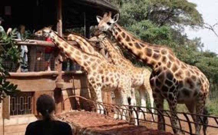 Experience unique adventure in Langata Giraffe Centre Trip Packages