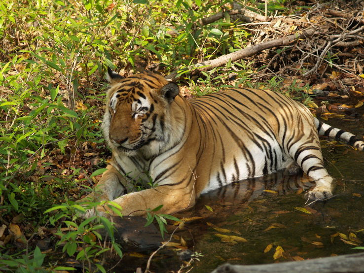 Panna National Park, Madhya Pradesh  Trip Packages