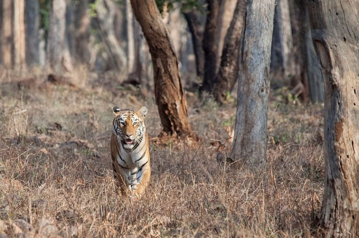 Tadoba National Park - Bringing you a taste of forest & much more  Trip Packages