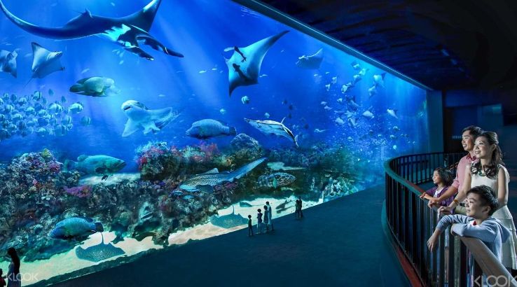 S.E.A. Aquarium Trip Packages