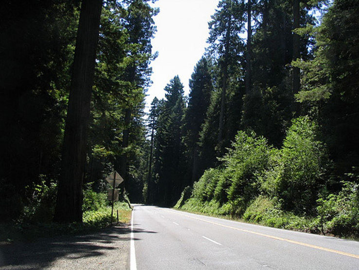Redwood Highway Trip Packages