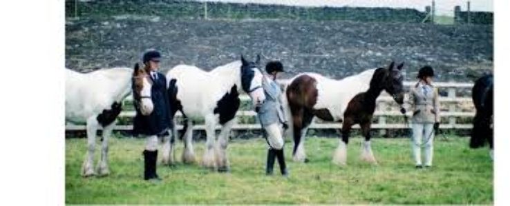 Matchmoor Riding Centre Trip Packages