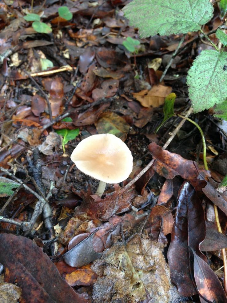  mushrooms in  the San Lorenzo Valley Trip Packages