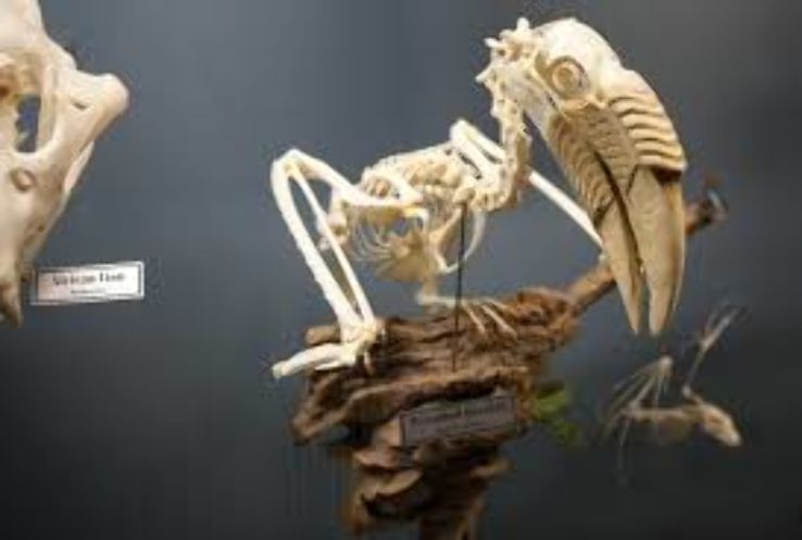 Museum of Osteology Trip Packages