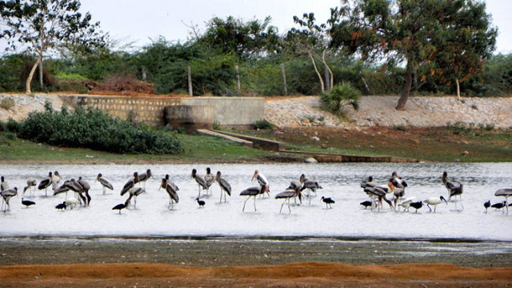 Kunthankulam Bird Sanctuary Trip Packages