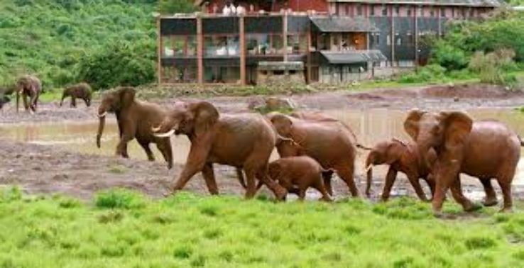 Sustainable Tourism at the Aberdare National Park, Kenya  Trip Packages