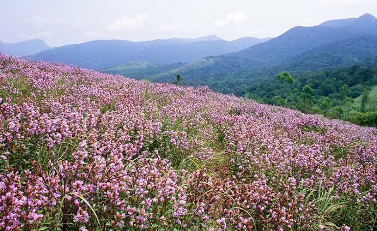 Eravikulam National Park Trip Packages