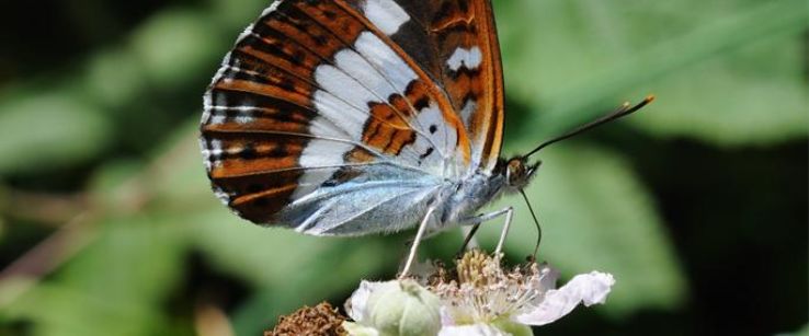 Snitterfield Bushes Nature Reserve Trip Packages