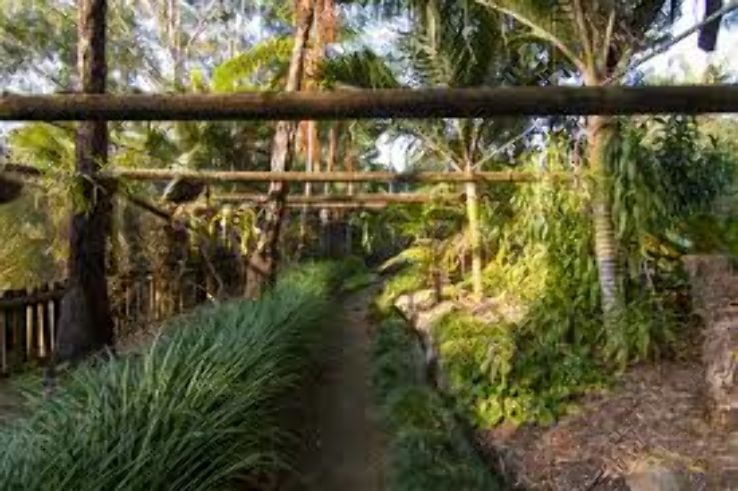 Wollongong Botanic Garden Trip Packages