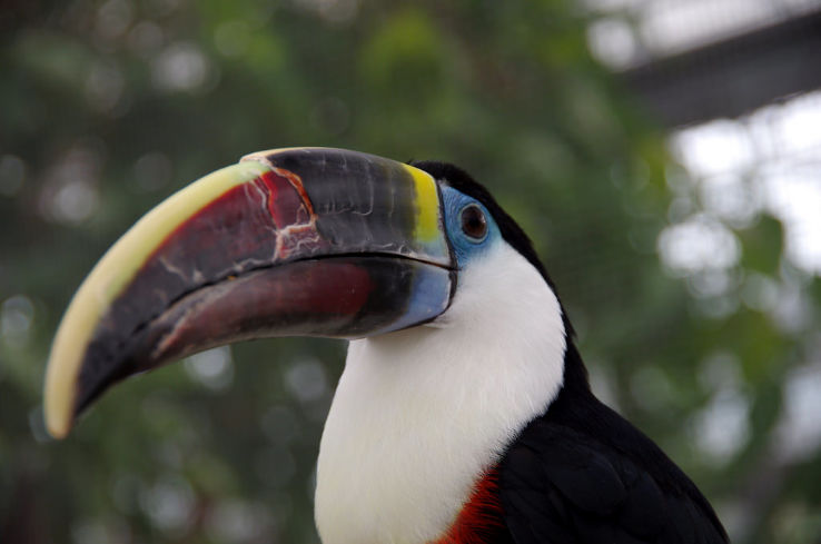 Kobe Animal Kingdom Trip Packages