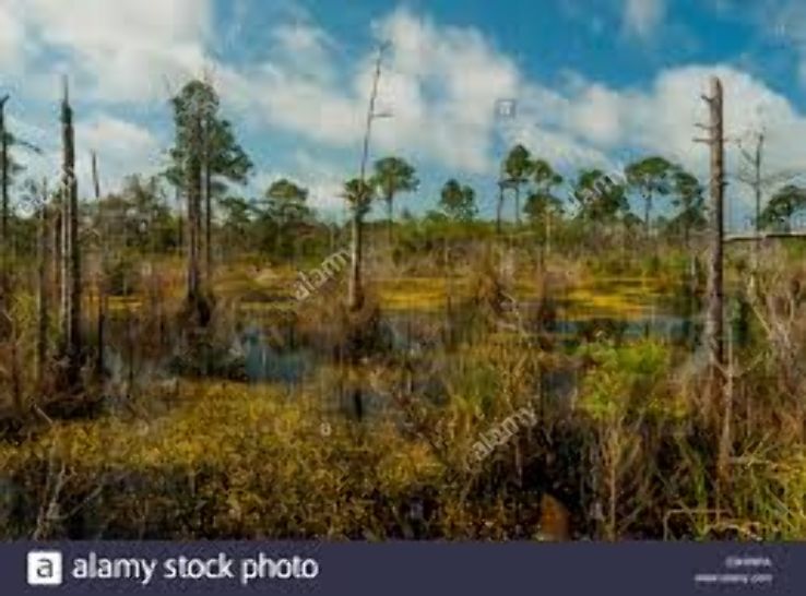 Bon Secour National Wildlife Refuge Trip Packages