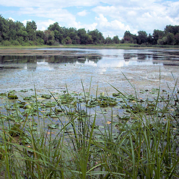 Tobico Marsh  Frank N Andersen Nature Trail Trip Packages