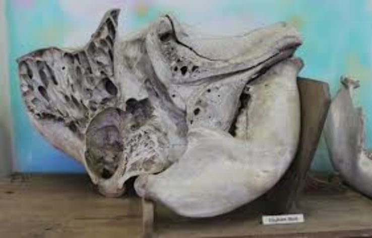 Regional Museum of Natural History  Trip Packages