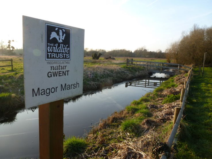 Magor Marsh Trip Packages