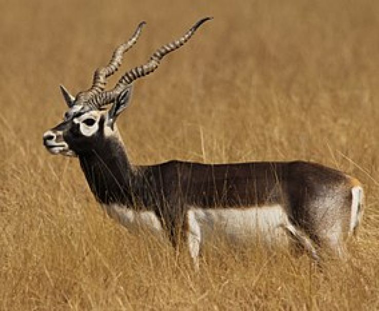 Bhavnagar Blackbuck National Park Trip Packages