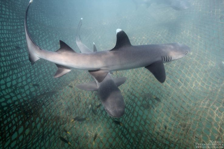 Bali Sharks Island  Trip Packages