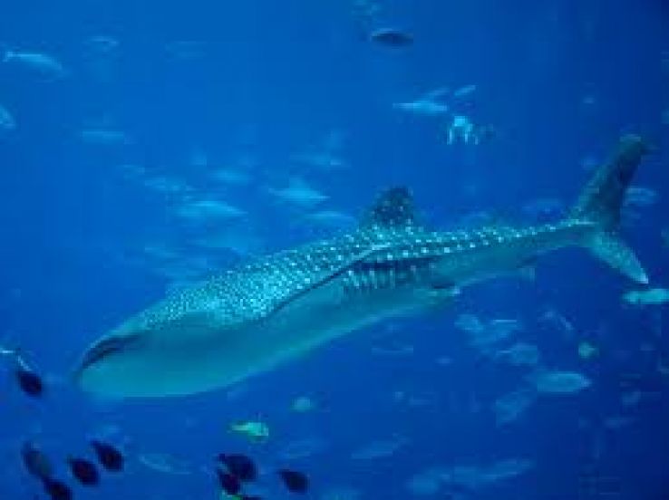 Eilat's Coral Beach Trip Packages