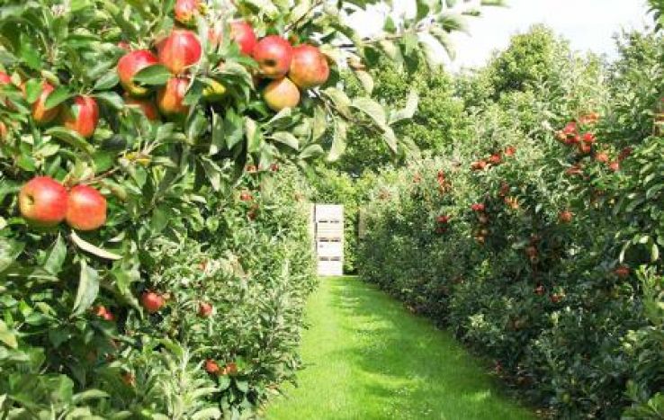 Chaubatia Gardens Trip Packages Chaubatia Gardens Trip Packages