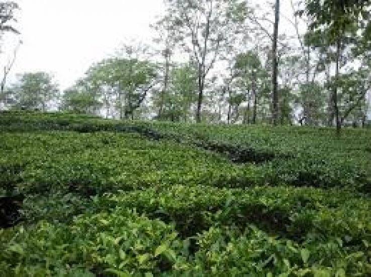 Lower Fagu Tea Estate Trip Packages Lower Fagu Tea Estate Trip Packages