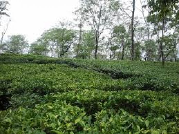 Lower Fagu Tea Estate Trip Packages