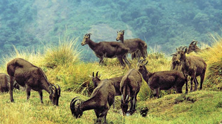 Eravikulam National Park Trip Packages