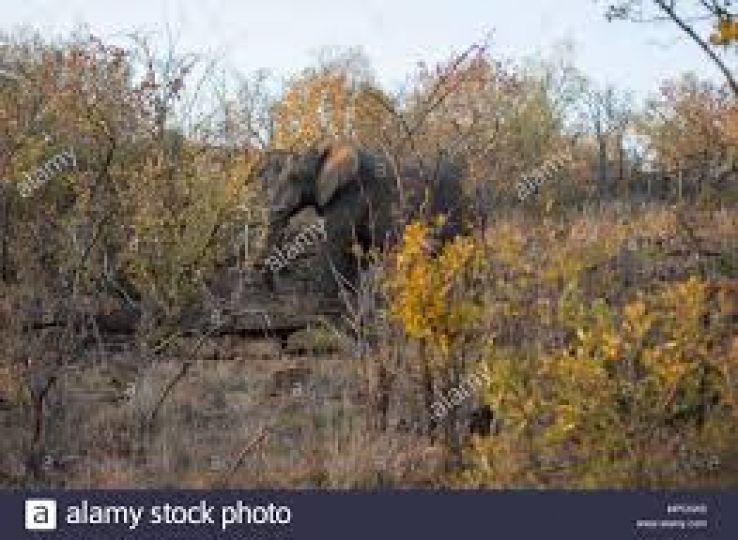 Welgevonden Game Reserve Trip Packages