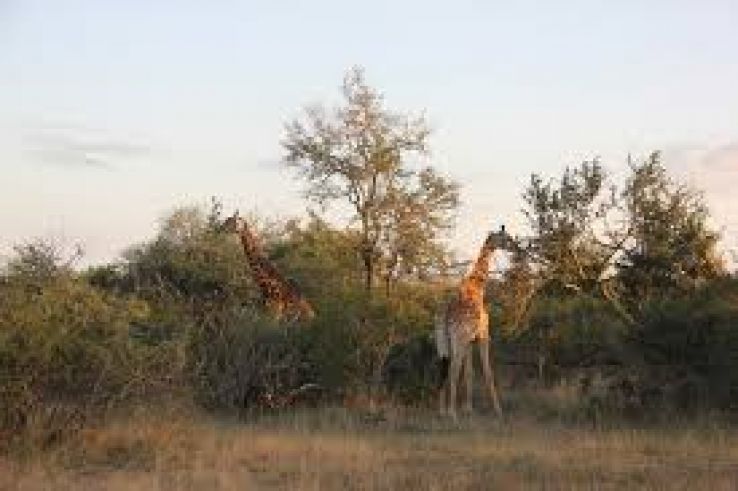 Mala Mala Game Reserve Trip Packages
