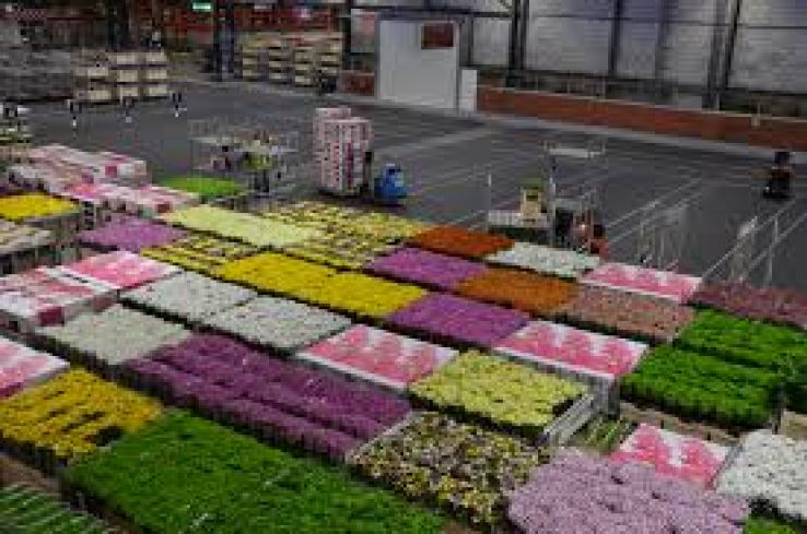 Aalsmeer Flower Auction Trip Packages