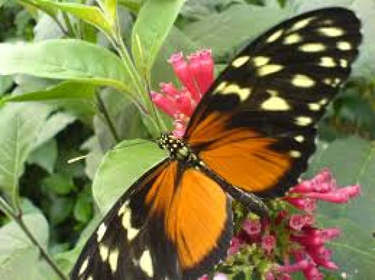 Bornholm Butterfly Park Trip Packages