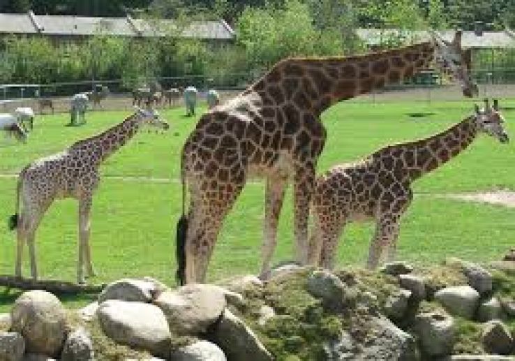 Aalborg Zoo Trip Packages