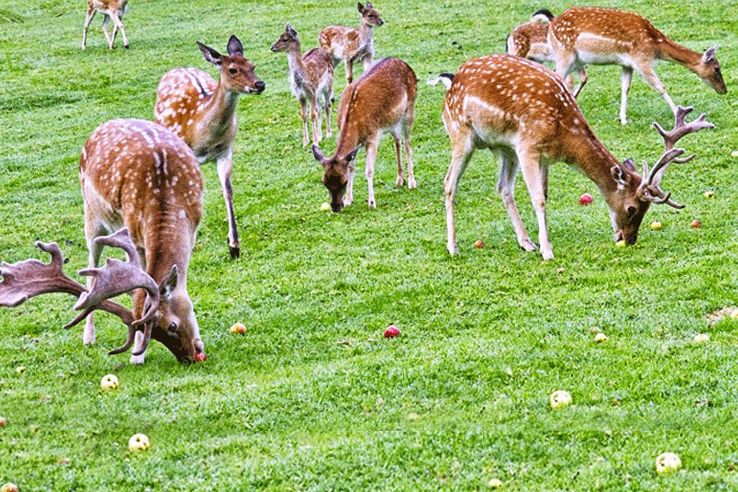 Kanchula Korak Musk Deer Sanctuary Trip Packages