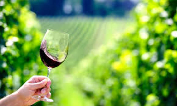 WINE TOURS  Trip Packages