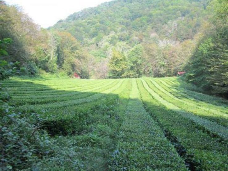 Dagomys Tea Plantation Trip Packages