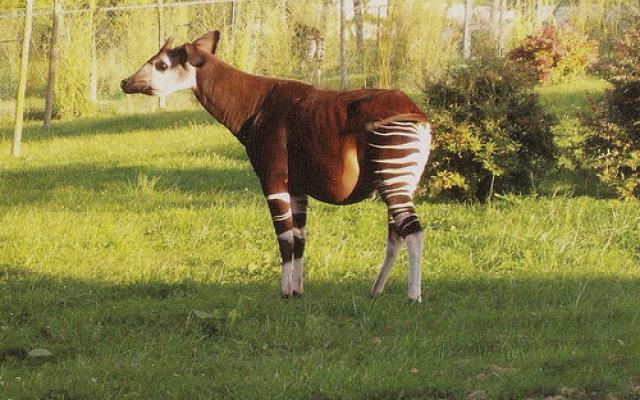 Observing the Okapi Wildlife Reserve is a fun in itself Trip Packages