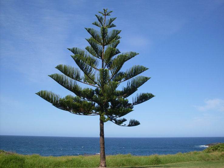 Norfolk Island Trip Packages