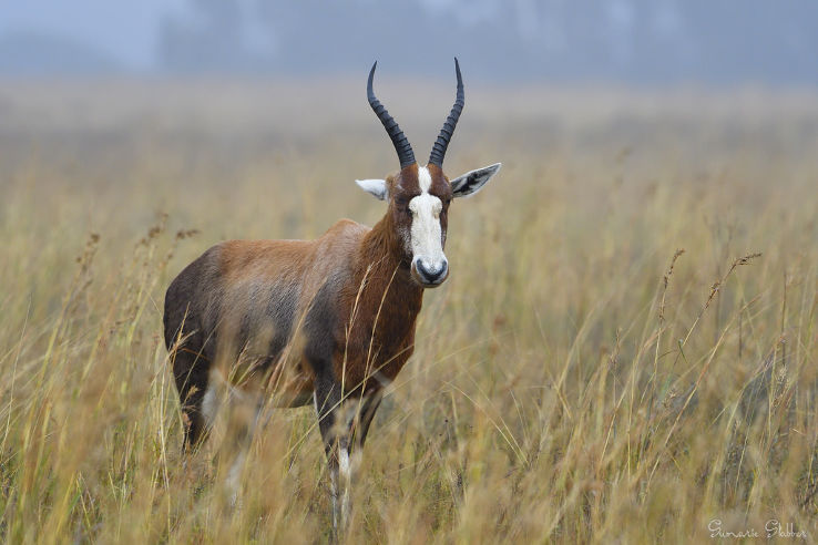 Rietvlei Nature Reserve Trip Packages