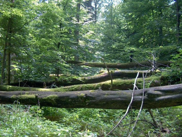 Zurich Wilderness Park Sihlwald Trip Packages